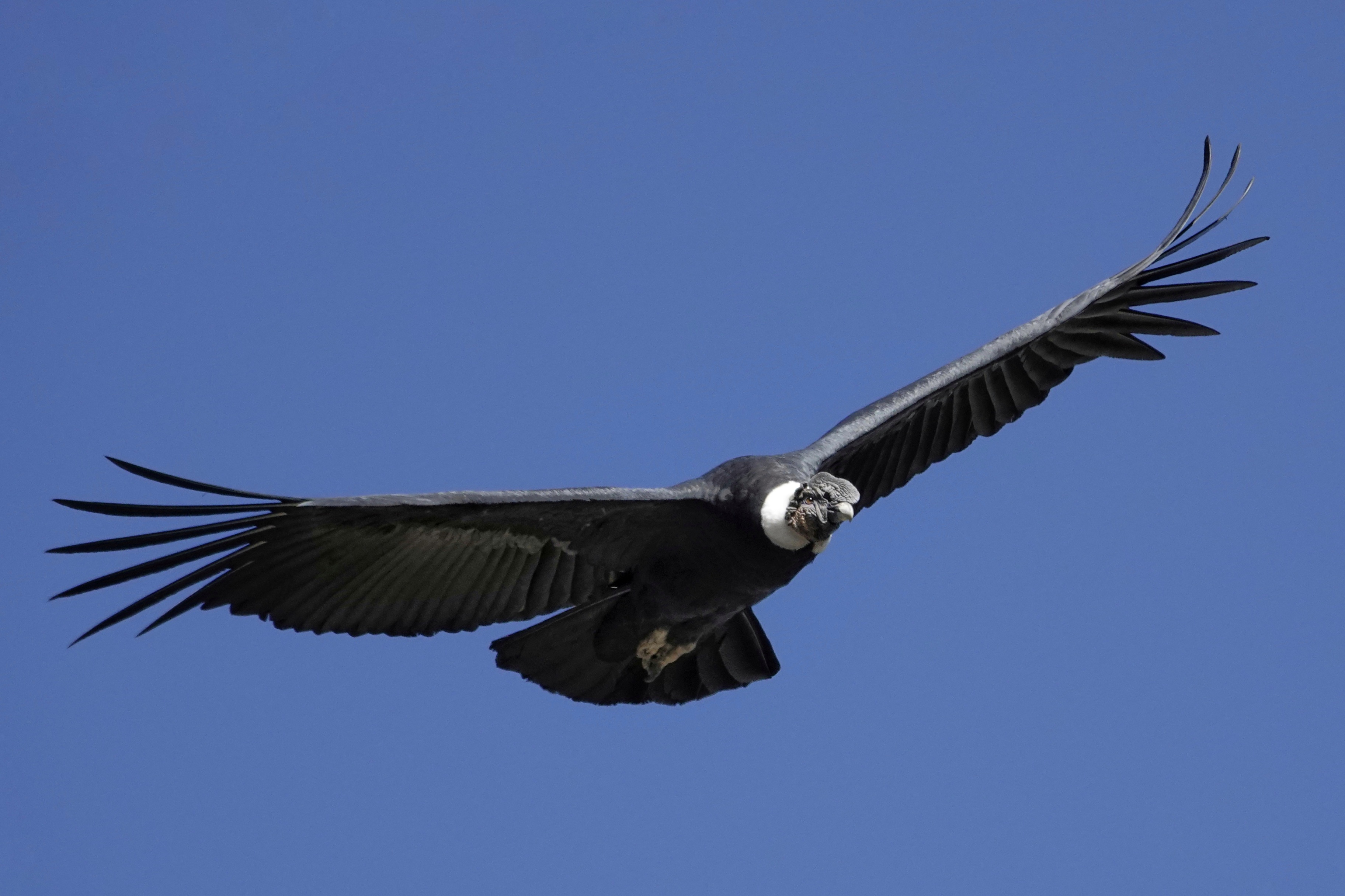 Condor planant dans le ciel